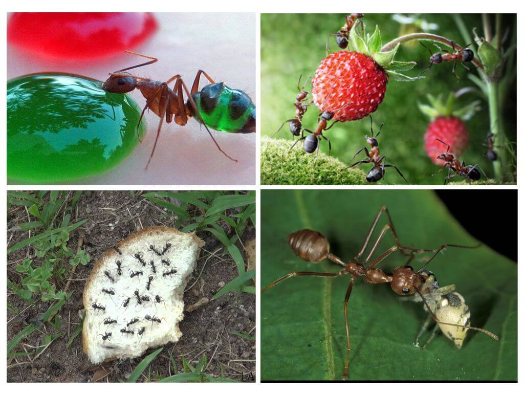 Ano ang kinakain ng mga ants sa kalikasan