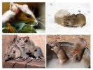 Rodents