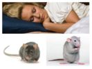 Muizen en ratten dromen