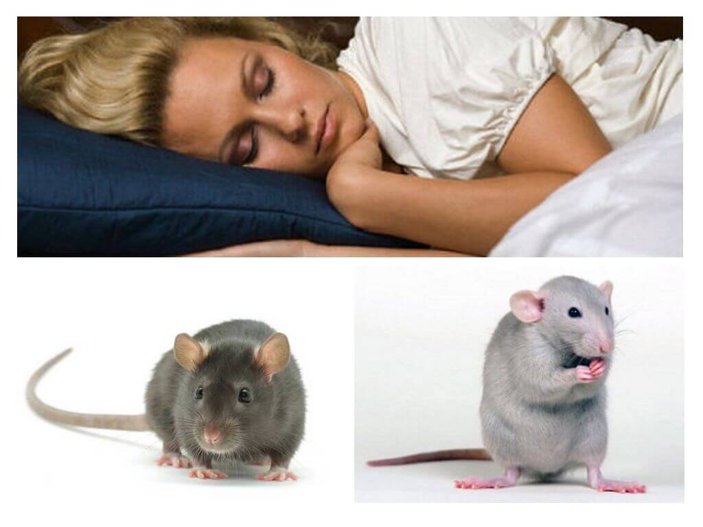 Rodents sa pangarap na libro