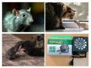 Pest control