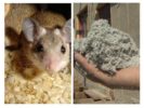 Ecowool at mouse