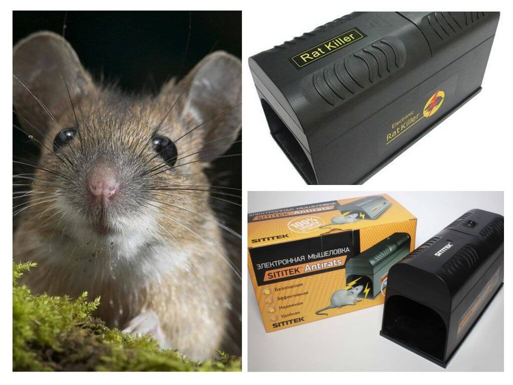 Mga mousetraps ng electro
