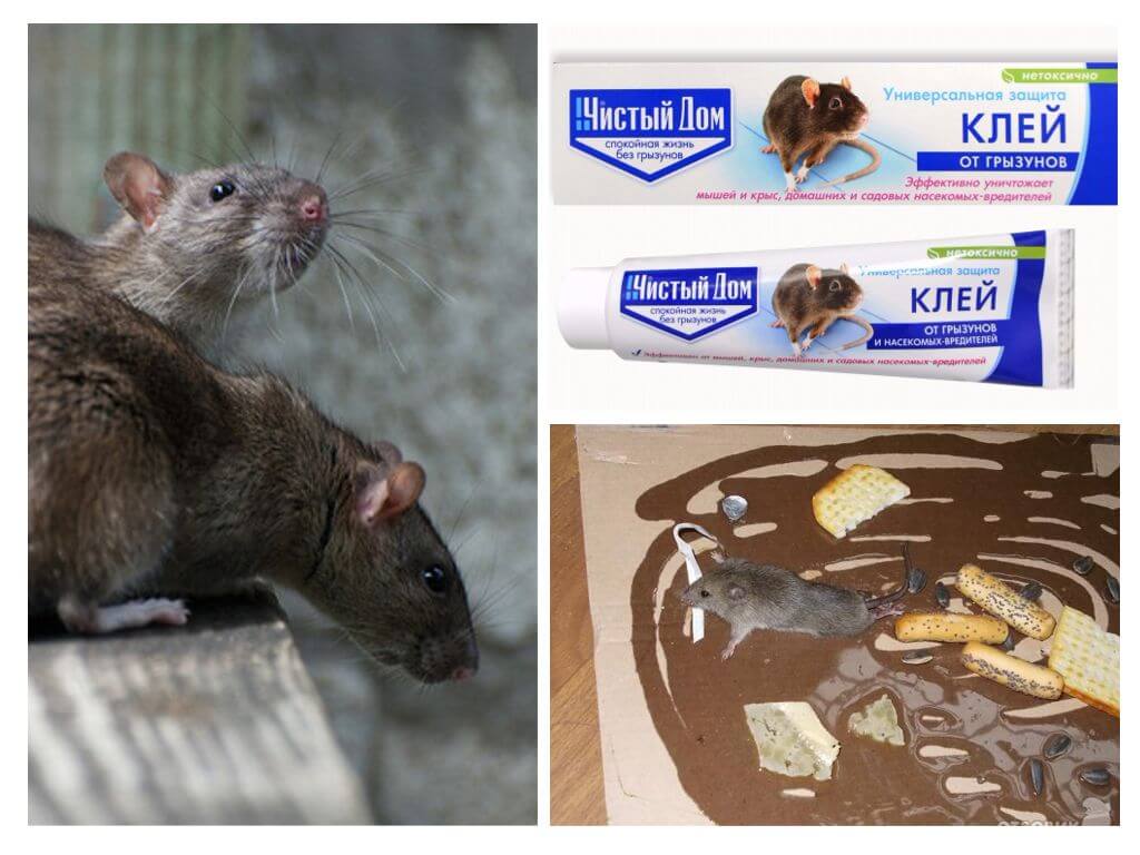Ler Rent hus fra gnavere og insekter