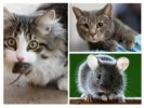 Gatto e topo