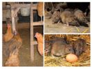 Rats sa manok ng manok