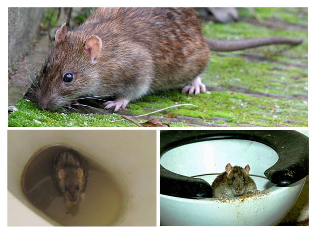 Kan en rotte komme ud af toilettet