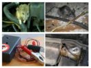 Rats sa sasakyan