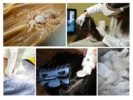 Pag-aalis ng pediculosis sa panahon ng pagbubuntis