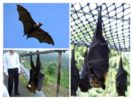 Pinakamalaking bat