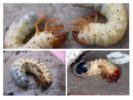 Larvae ng insekto