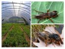 Tumungo sa greenhouse