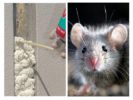 Polyurethaanschuim en knaagdieren