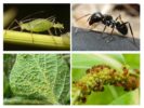 Ant at aphid