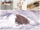 Mierenhoop in de winter