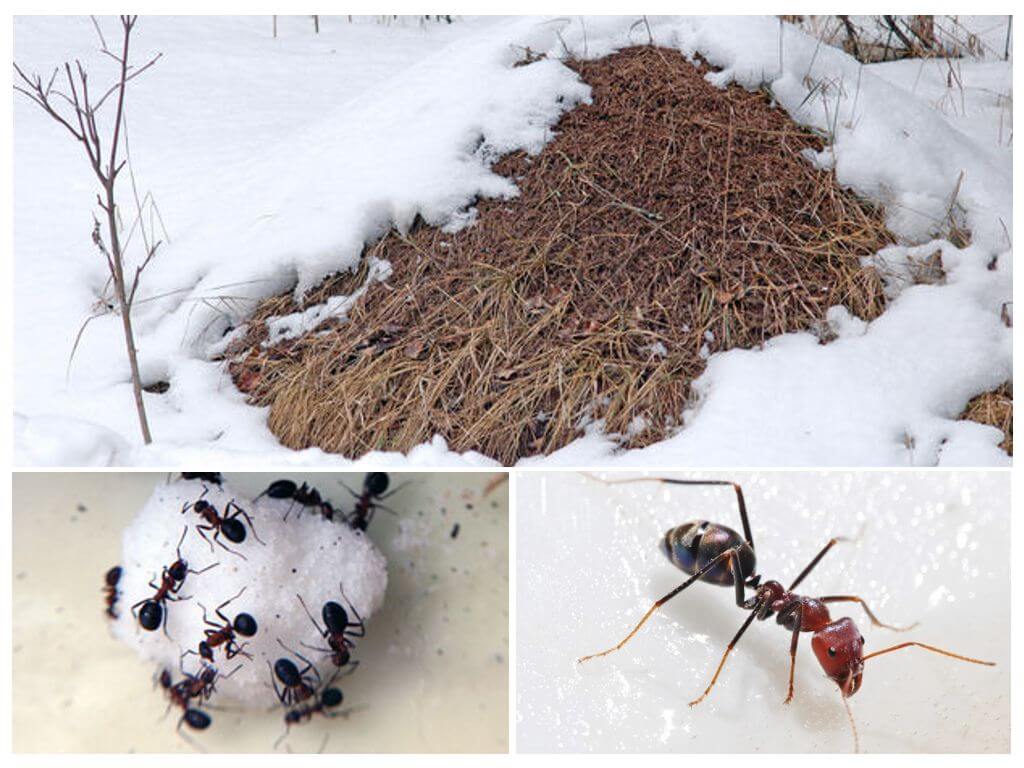 Wat doen mieren in de winter