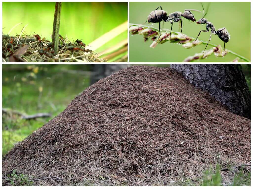 Aan welke kant van de boom zullen de mieren bouwen