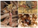 Predator Ant Food