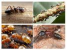 Mga Ants