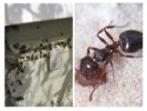 Mga ants sa isang pampainit