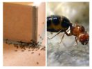 Mga ants sa bahay