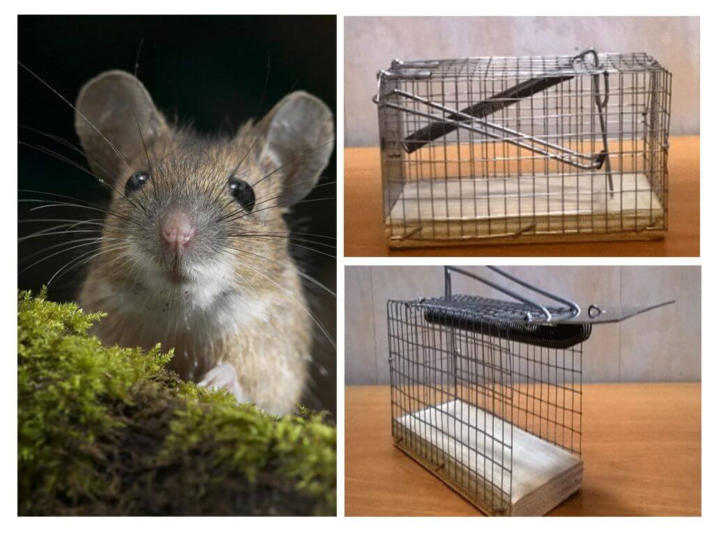 Mousetrap Cage