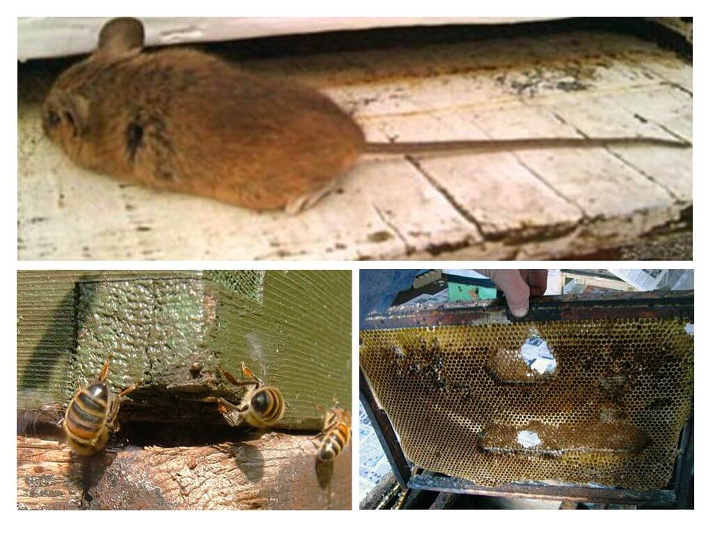 Paano magmaneho ng isang mouse sa labas ng isang pugad sa taglamig at tag-init