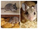 Mouse ng bahay