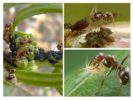 Symbiosis ng mga insekto