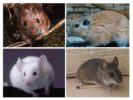 Mouse ng lupain