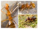 Hitsura ng isang ant
