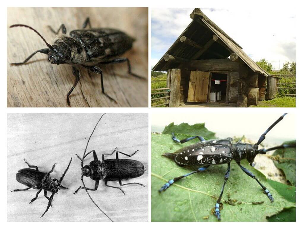 Beetle lumberjack foto og beskrivelse