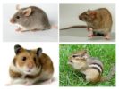 Het verschil tussen muizen en andere dieren