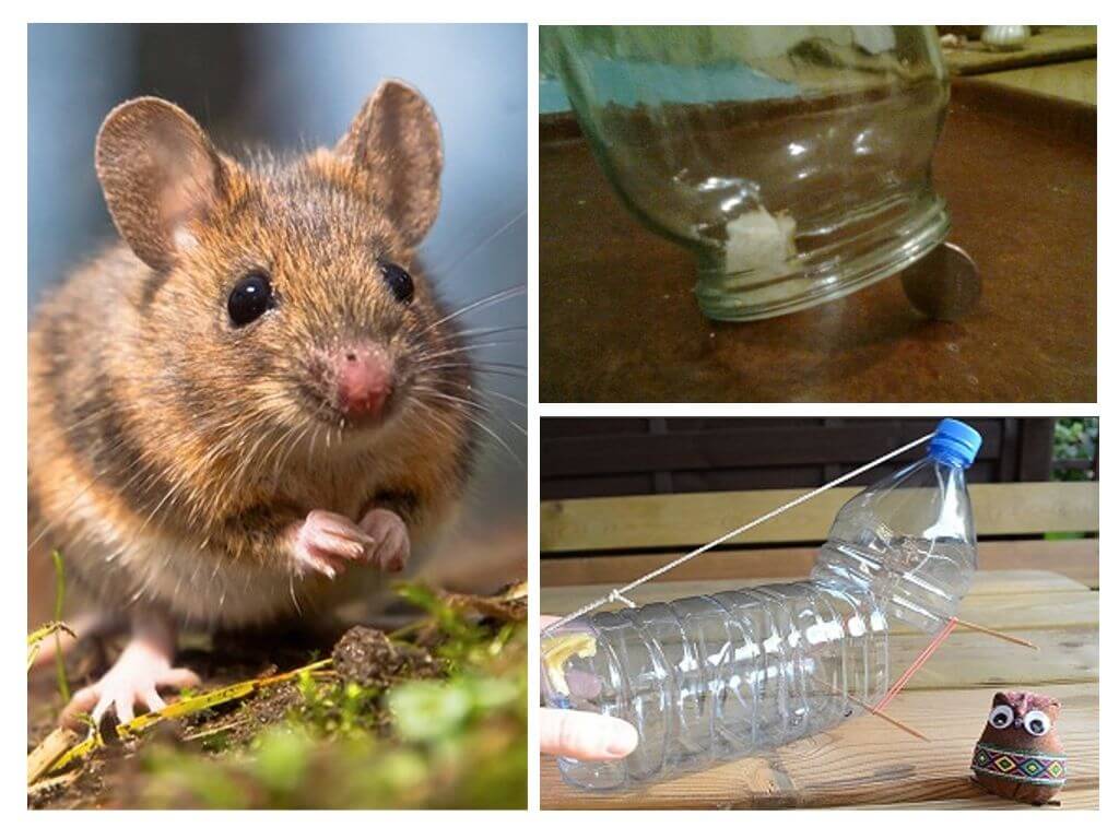Paano mahuli ang isang mouse sa isang bahay na walang mousetrap