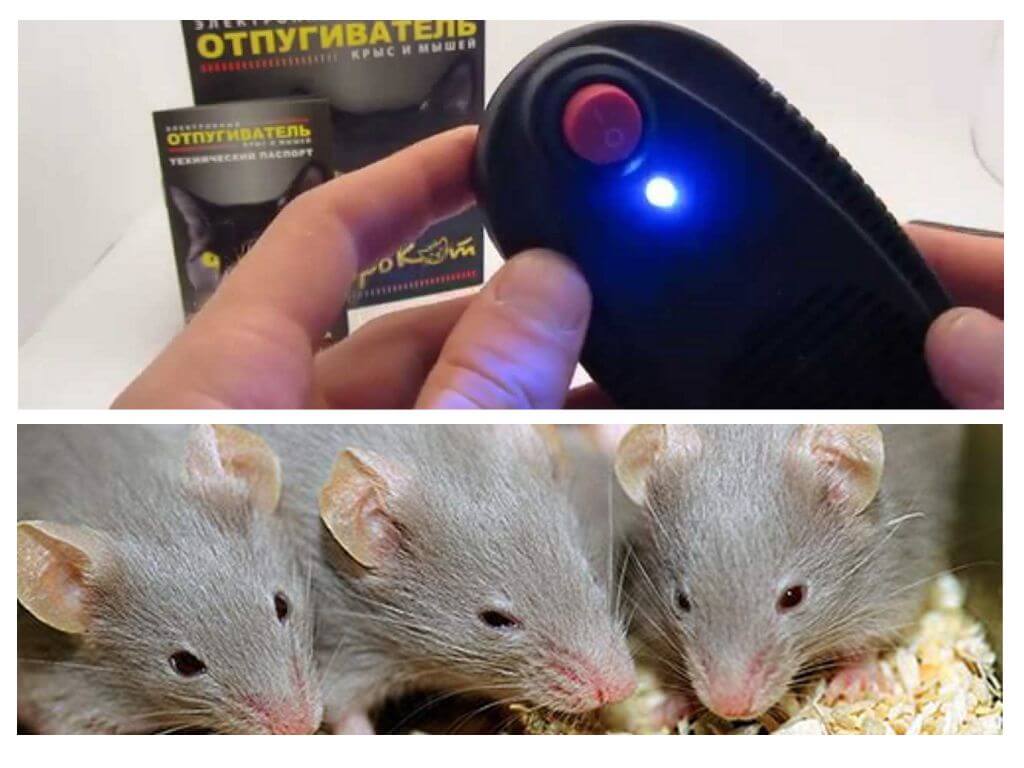 Reporter ng mga daga at daga na Electrocat