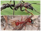 Rappresentanti del genere Paraponera