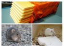 Penoplex at mouse