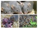 Rodent pagpapakain at pag-aanak