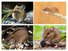 Nutrisyon ng Rodent