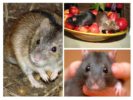Muis voeding