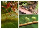 Mga benepisyo ng insekto
