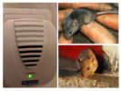 Aparato Rodent