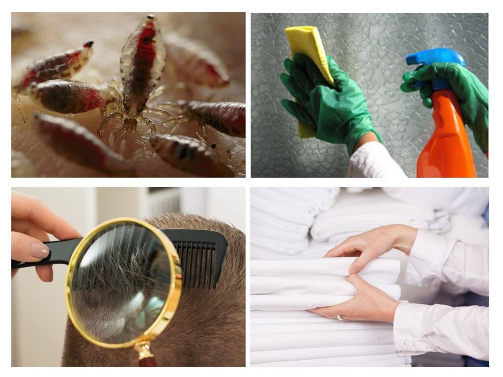Bagong SanPiN para sa pag-iwas sa pediculosis