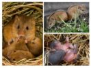 Paglalahad ng Vole