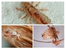 Mga species ng Kuto