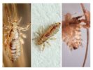 Mga species ng Kuto