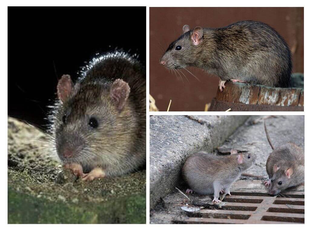Grå rotte