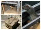 Komplicerede Mousetraps