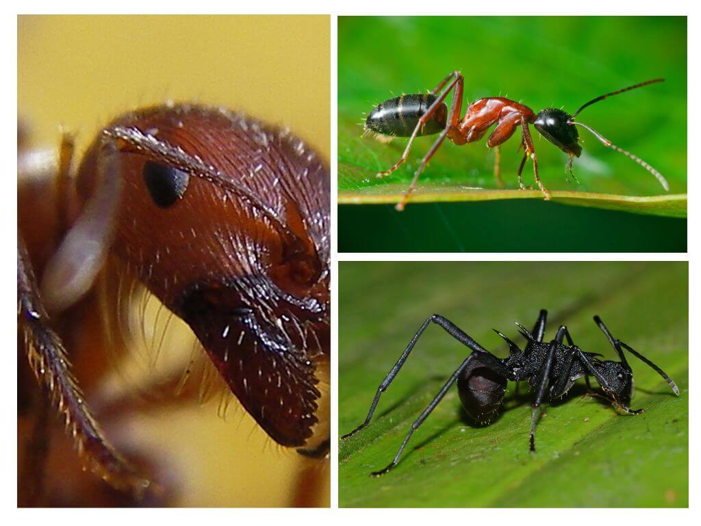 Mga Ants
