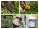 Pagpatay ng mga rodents